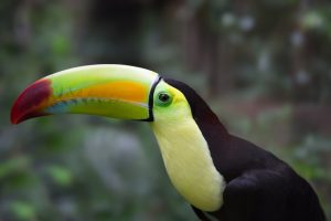 Toucan in Belize jungle