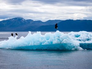 TracyArm_eagles_iceberg