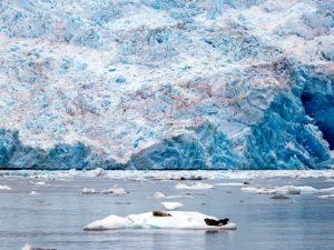 TracyArm_seals_glacier