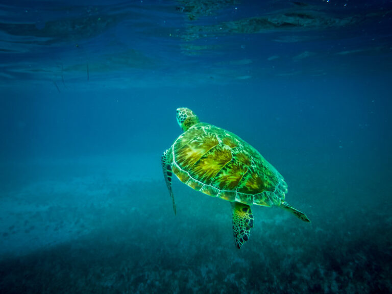 Sea turtle in caribbean sea - Caye Caulker, Belize