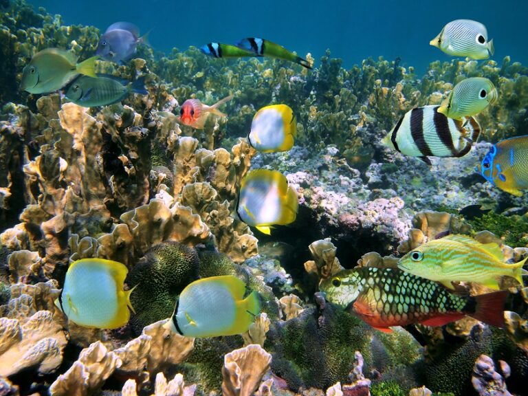 Shoal of colorful fish