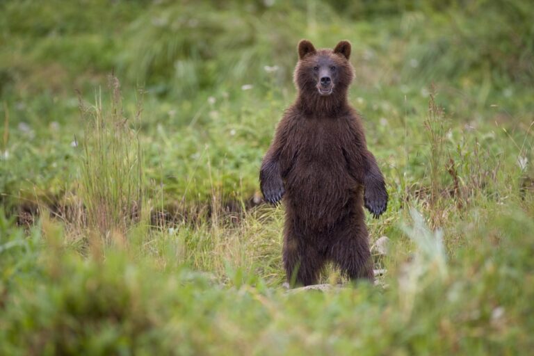 Brown Bear in Coastal Meadow, Pybus Bay, Alaska