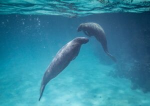 Manatees in Belize