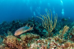 Nurse shark at Ambergris Caye, Belize