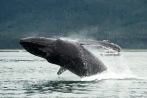 Humpback Whale Breaches in the Inside Passage, Alaska