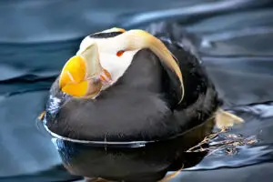 Tufted Puffin Sea Bird with Reflection Swimming and Sleeping, Alaska