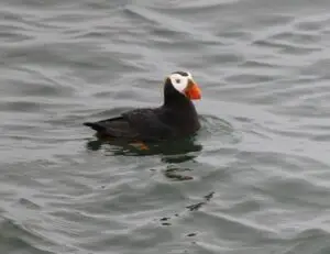 puffin2